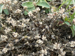 Lepidium solandri