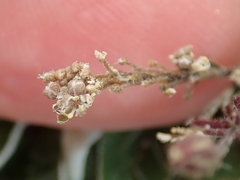Lepidium solandri