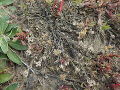 Lepidium solandri