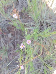 Nemesia fruticans