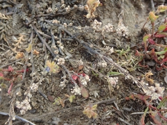Lepidium solandri
