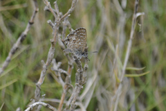 Theclinesthes serpentata