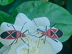 Dysdercus decussatus