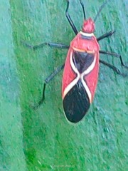 Dysdercus decussatus