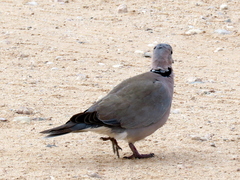 Streptopelia capicola damarensis