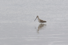 Limnodromus semipalmatus
