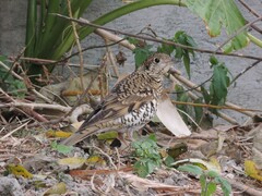 Zoothera aurea