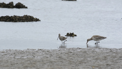 Limnodromus semipalmatus