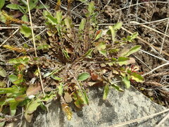 Sonchus novae-zelandiae