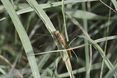 Crocothemis nigrifrons