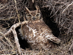 Bubo africanus africanus