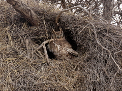 Bubo africanus africanus