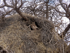 Bubo africanus africanus