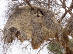 Bubo africanus africanus