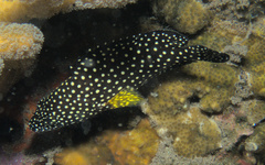 Epinephelus ongus