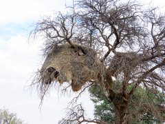 Bubo africanus africanus