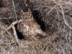 Bubo africanus africanus