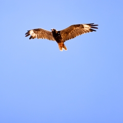 Hamirostra melanosternon