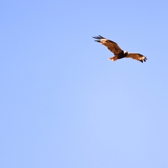 Hamirostra melanosternon