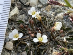 Cardamine exigua