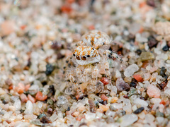 Yllenus turkestanicus