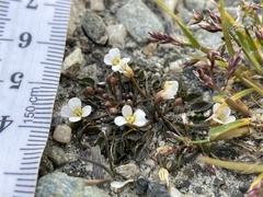 Cardamine exigua