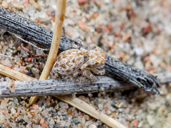 Yllenus turkestanicus