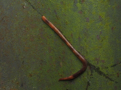 Eisenia