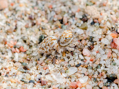 Yllenus turkestanicus