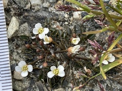 Cardamine exigua
