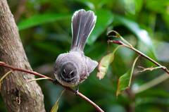 Rhipidura fuliginosa placabilis