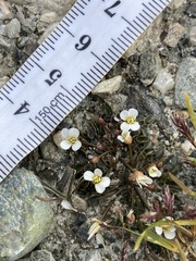Cardamine exigua