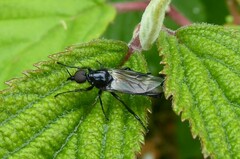 Dilophus nigrostigma