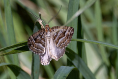 Chrysolarentia nephodes