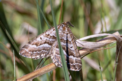 Chrysolarentia nephodes