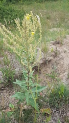 Verbascum lychnitis