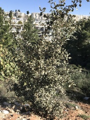 Quercus ithaburensis