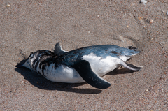 Eudyptula minor iredalei