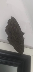 Speiredonia spectans