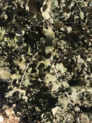 Quercus ithaburensis