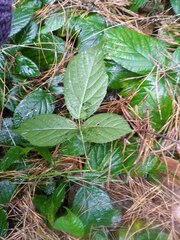 Rubus pedemontanus