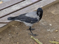 Corvus cornix