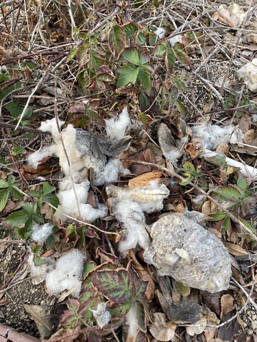 iNaturalist observation photo of Mammals