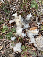 Sclerotinia sclerotiorum