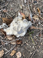 Sclerotinia sclerotiorum