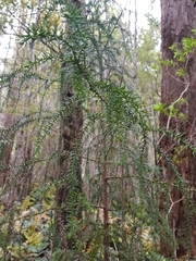 Athrotaxis selaginoides