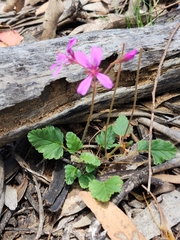 Pelargonium rodneyanum