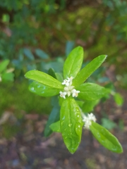 Pimelea drupacea