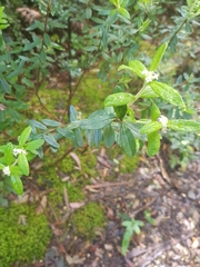 Pimelea drupacea