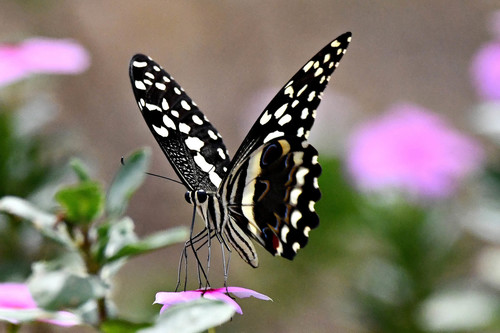 Citrus Swallowtail